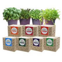 파라솔-텃밭 키우기 7종 캣그라스 보리싹 씨앗 꽃식 물채소 모종 새싹 쉬운키트 어린이집, 루꼴라