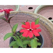 행복한꽃순이//동자꽃/화단/노지월동, 10개