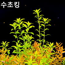 [수초킹] 키우기 쉬운 펄글라스 / 수초맛집 초보수초 새우놀이터 구피키우기 구피어항 구피 새우 모스 모스볼 수초농장 수초도매 구피수초 구피어항 새우수초 인기수초, (특가) 15촉