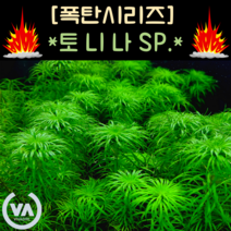[수초폭탄] 기간한정 반값할인 야자수를 닮은 토니나 sp. (18줄기) / 인기수초 국민수초 초보수초 레이아웃
