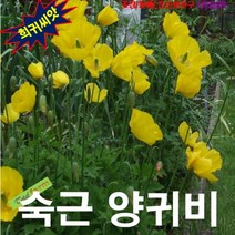 (희귀씨앗) 숙근양귀비 Welsh Poppy 노랑 20립, 1개