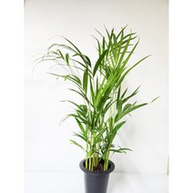 아레카야자 중품 NASA추천식물 대나무 야자 [박씨농원], 1개