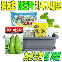 애호박 키우기 세트 씨앗 식물 채소 키트 화분 실내 베란다 집 에서 집에서, 애호박키우기 세트