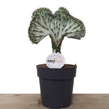 [카니발플라워]유포비아_중(cf382)