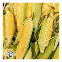 꿀달달 제주 초당옥수수 10개입 (상품 15cm이상)