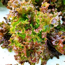 꽃상추 적상추 1kg 2kg 4kg, 꽃상추1kg (잎상추), 1개