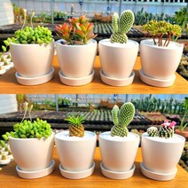 그리너리농장 다육이 미니선인장 4P 세트 인테리어식물, 큐티다육세트