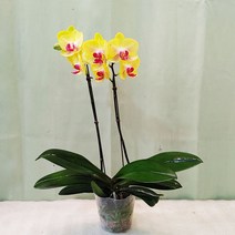 하늘꽃농원 금공주 쌍대 서양란