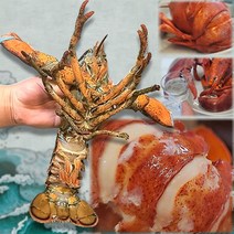 팜스 항공직송 살아있는 활 랍스타 맛집 캐나다 500g 600g 700g 1kg 코스트코 이 마트 홈쇼핑 랍스타 버터구이 제철 랍스터 회 테일 얌테이블, 500g내외