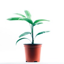 이삭공기정화식물 관음죽 - 기르기쉽고 그늘과 추위에 강, 1개