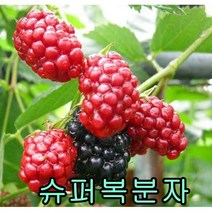 슈퍼복분자(가시없는) 삽1년특묘 2그루 묘목 꽃나무 과일나무 유실수 과실수