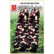 (옥수수종자씨앗) 설중흑(30g)