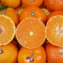 천혜향 레드향 한라봉선물세트 고급 레드향선물세트, 천혜향 선물 왕과3kg