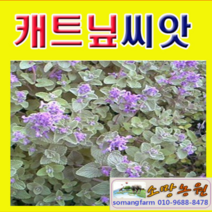 (O소망)캐트닢(캣닢)씨앗 약600립(종자용)