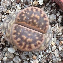 [올식스] 도로시 코노피튬 리톱스 메셈 다육식물 다육이 키우기 공기정화식물 개업화분