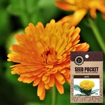 금잔화 씨앗 (70립) 꽃씨앗 백일홍꽃씨앗 나팔꽃씨앗, 1