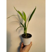 15~40cm 79 신종겐차야자 겐자야자 소품, 1개