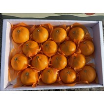 당일채과 천혜향 1kg 3kg 5kg 평균당도13brix이상 가정용 선물용, 가정용 5kg소과(25~35과)