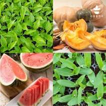 열매채소 모종 모음 가지 오이 호박 방울 토마토 수박 참외 브로콜리 옥수수 여주 수세미 콩 박 모종 텃밭, 수세미 2개