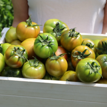 부산직송 못난이 대저토마토 2.5kg (쥬스용), 단품