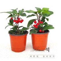 플라워석 천냥금 20cm 1+1 선물가능 인테리어 플랜테리어 키우기쉬운 공기정화식물 반려식물 예쁜식물 포트 화분