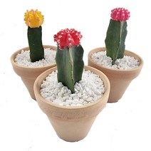 트리앤 수출용 비모란 접목선인장 미니선인장 수출 선인장 토분 선인장 다육이 선인장, 04-2. 토분 비모란(노랑) 1개