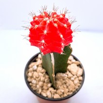 인플랜츠팜 비모란 주황 비모란 오렌지비모란 사계 변하지않는 선인장