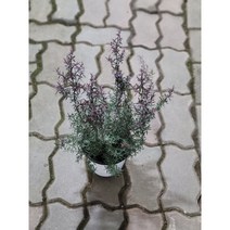 인기야생화 호주매화 중품 35-55cm 99