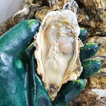 청정 여수 싱싱한 석화 당일작업 제철 생굴 5kg 10kg 15kg 20kg, 석화 15kg