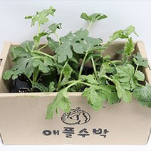 과일모종 흑피 애플 수박 모종 베란다 가정용 원예, 흑피애플수박 모종 20주