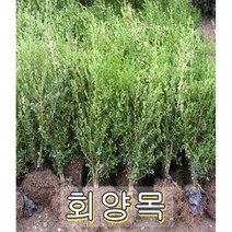 회양목 키40cm 5그루 나무 묘목
