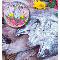 [프레시러시] 프리미엄 반건조 민어 특대 5미 1.5kg 임금님 수라상 제수용 선물용, 특대 민어 5미(1.5kg)
