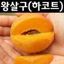 왕살구/하코트 나무 묘목 접목1년 뿌리 특묘 3개/유실수/과수