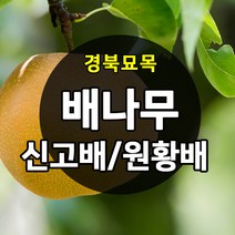 [경북농원] 배나무묘목(신고배/원황배/황금배) 접목2년생 판매, 신고배 접목2년생 상묘