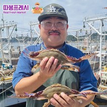 따봉프레시 살이꽉찬 황제 활 숯꽃게 태안 당일조업 빙장, 1개, 3kg