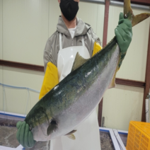 대방어 자연산 방어회 방어 한마리 반마리, 특대방어 9-10kg 반 마리 (8-10인분)