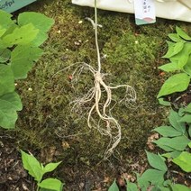 메키운삼 산양산삼 10년근 A+ 급 6뿌리 산삼 산양삼, 상세페이지 참조, 상세페이지 참조