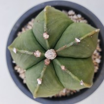청난봉옥(정가네다육), 7-8cm