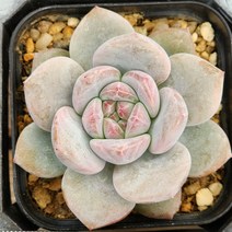다육식물(먼로 소품)6 랜덤 발송, 1개