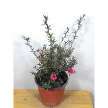 [나랑너랑꽃]렙토스페르멈 - 스코파리움 (호주매화 빨강)