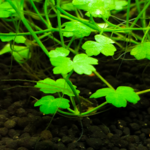 [상상수족관] 미니 노치도메, (특가) 4잎