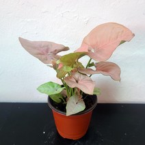 핑크싱고니움 싱고니움핑키 핑키싱고 반려식물 칼라싱고니움 06