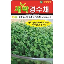 일주일이면 수확이 가능한 웰빙채소 새싹 경수채 씨앗 30g