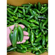 할라피뇨고추 퍼펙트 퍼펙토 아삭이 장아찌용, 2kg, 1개