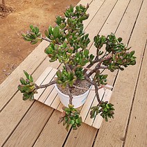 우주목 다육이 수렉귀 골룸 다유기 다육 식물1-400, 단품