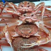 어머나수산 프리미업급 국산 대게 자숙 활 1kg 3마리내외 당일바리, 1개