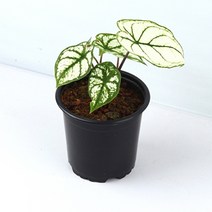 [바보사랑] 미미네가든 칼라디움 스노우 드리프트 1포트-거실화분, 상세 설명 참조