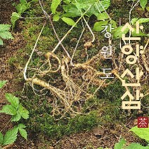 강원도 산양산삼 모음, 2-3년근 새싹삼 40뿌리