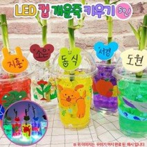 LED 컵 개운죽 꾸미기-5인
