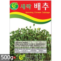 대용량 메밀 새싹 씨앗 500g / 새싹씨앗 메밀씨앗 메밀새싹씨앗 새싹메밀 메밀씨 새싹씨앗메밀, 07_새싹대용량_배추(500g)